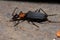 Adult False Bombardier Beetle