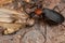 Adult False Bombardier Beetle preying on a moth