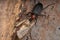 Adult False Bombardier Beetle preying on a moth