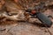 Adult False Bombardier Beetle preying on a moth