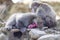 Adult Family of Japanese Macaque at Arashiyama Monkey Park Iwatayama in Kyoto, Japan