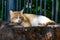 An adult fat cat of a white-red color with a contented muzzle, lies and rests under a Bush of green thuja, falling asleep on concr