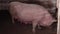 Adult, fat, dirty pig on a farm indoors. Breeding pigs for meat, pig breeding. Industrial animal husbandry