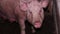 Adult, fat, dirty pig on a farm indoors. Breeding pigs for meat, pig breeding. Industrial animal husbandry