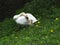 Adult father swan takes care of a little baby swan