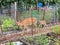 Adult and Fawn White Tail Deer in the Garden in Summer