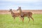 Adult and fawn white-tailed deer Odocoileus virginianus very alert in  a Wisconsin farm field