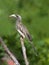 Adult female African Grey Hornbill