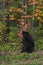 Adult Female Black Bear (Ursus americanus) Grabs at Branch