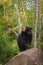 Adult Female Black Bear Ursus americanus Stands on Rock Lookin