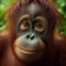 An adult female Bornean orangutan fills frame in close-up portrait