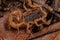Adult Female Brazilian Yellow Scorpion