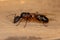 Adult Female Carpenter Queen Ant