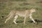 Adult Female Cheetah (Acinonyx jubatus) Tanzania