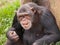 Adult female chimpanzee seating back to tree and eating.