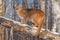 Adult Female Cougar Puma concolor Annoyed in Tree