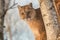 Adult Female Cougar Puma concolor Closeup in Tree