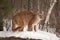 Adult Female Cougar Puma concolor Licks Nose