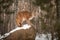 Adult Female Cougar Puma concolor Licks Nose on Rock