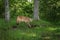 Adult Female Cougar Puma concolor Stalks Right Near Woods