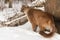 Adult Female Cougar Puma concolor Stands Curling Tail in Front of Den Winter