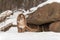 Adult Female Cougar Puma concolor Stands Near Den