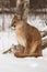 Adult Female Cougar Puma concolor Stares Left Intently in Snow Winter