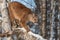 Adult Female Cougar Puma concolor Walks Down Birch Branch