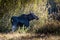 Adult Female Cow Moose Feeding on Shrubs in the Forest