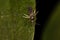Adult Female Culicine Mosquito