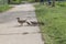 An adult female duck carries her young across the path. Little ducks go to their mom