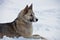 Adult female Eastern-Siberian husky lies on the snow