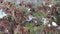 Adult female European siskin eats seeds of thuja in winter