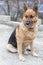 Adult female german shepherd dog sitting full length on the ground. Adorable pet and hunter.