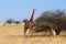 Adult female giraffe with calf grazzing on tree
