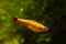 Adult female golden breed of white cloud mountain minnow, dwarf coldwater species, healthy blurred plants, low light Amano style