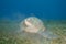 Adult female Green turtle on seagrass.