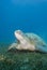 Adult female Green turtle on seagrass.