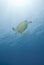 Adult female green turtle swimming.