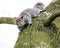 Adult female Grey Squirrel seen watching, seen near its drey on a large tree.