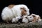 An adult female guinea pig is nursing her newborn babies.