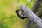 Adult female Hairy Woodpecker