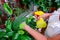 Adult female hands spraying water on indoor house plant. Household concept. Selective focus