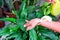 Adult female hands spraying water on indoor house plant. Household concept. Selective focus