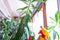 Adult female hands spraying water on indoor house plant. Household concept. Selective focus