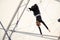 An adult female hangs on a flying trapeze at an indoor gym. The woman is an amateur trapeze artist