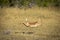 Adult female impala running in Moremi Okavango Delta in Botswana