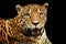 Adult Female Jaguar sitting on the rock looking