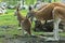 An adult female kangaroo watching her joey