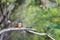 Adult female kingfisher, alcedo atthis, perched on a branch by a river in Hampshire, UK